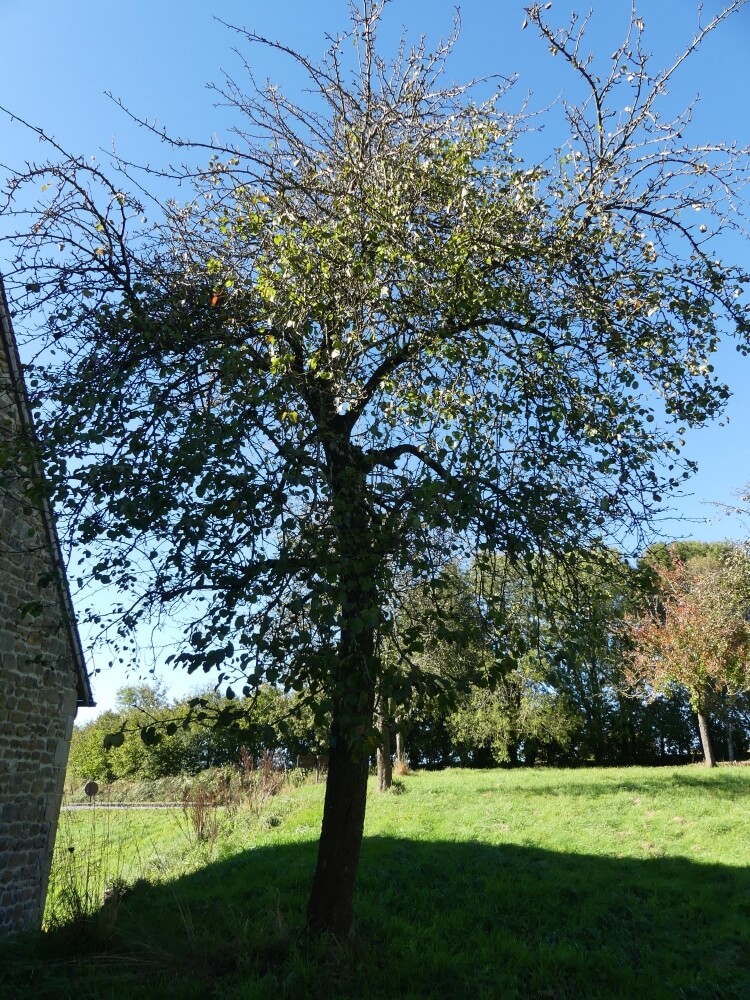 userfiles/produit/5551/arbre2_var_118_de gris.jpg